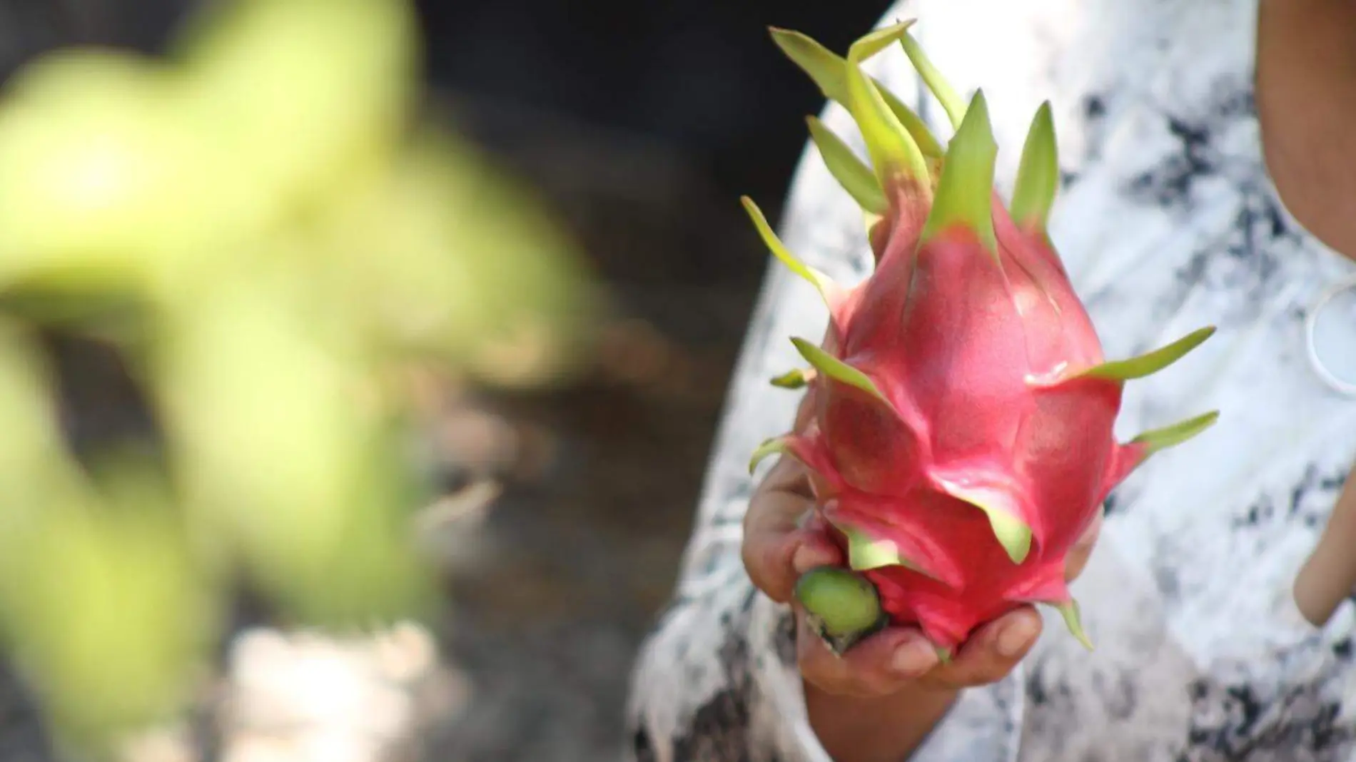 Pitahaya Xochitlán Todos Santos 01